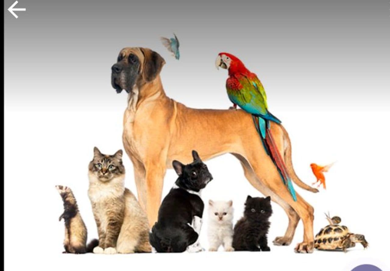 Pet travel photo 1