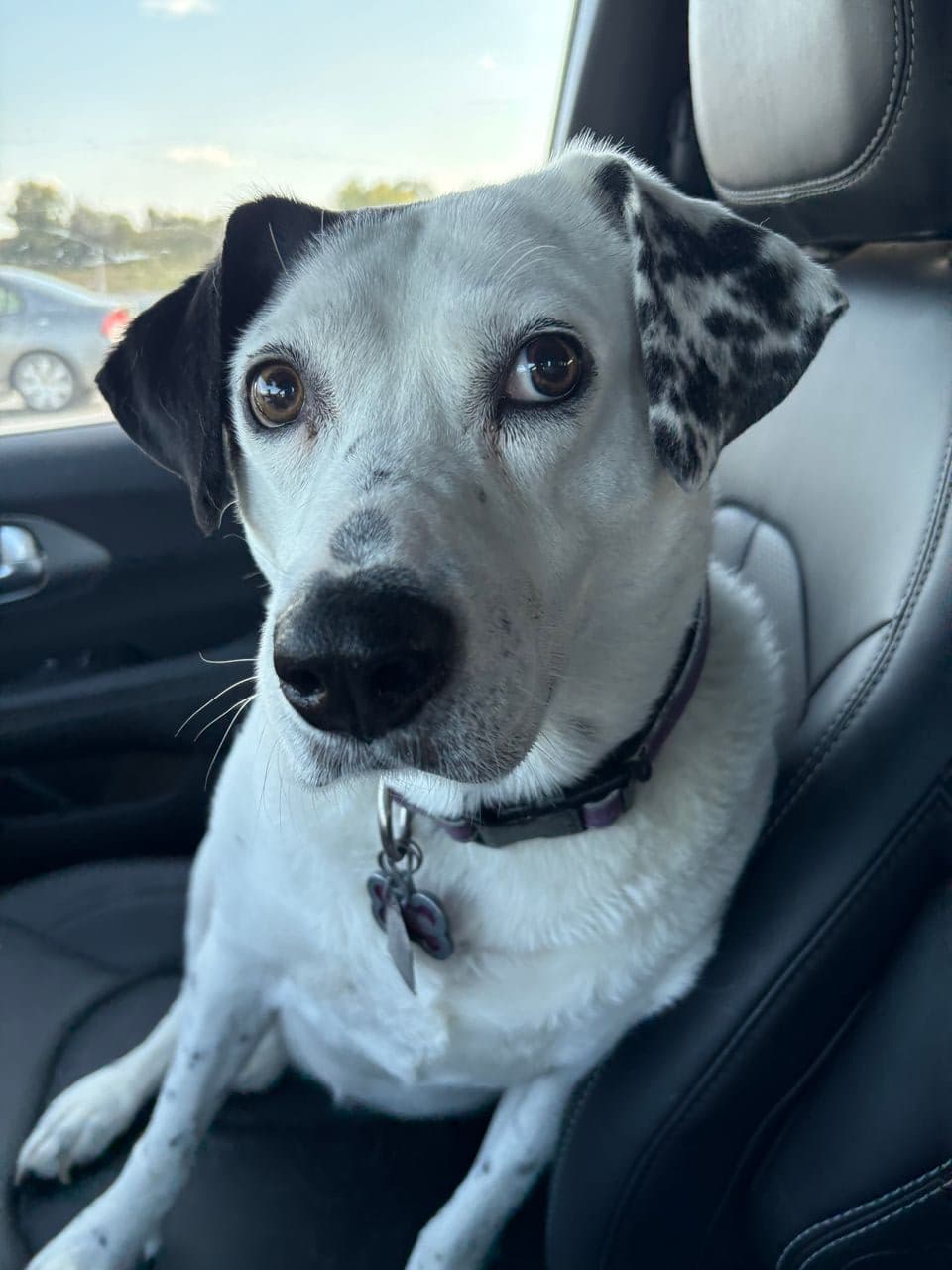 Pet travel photo 6