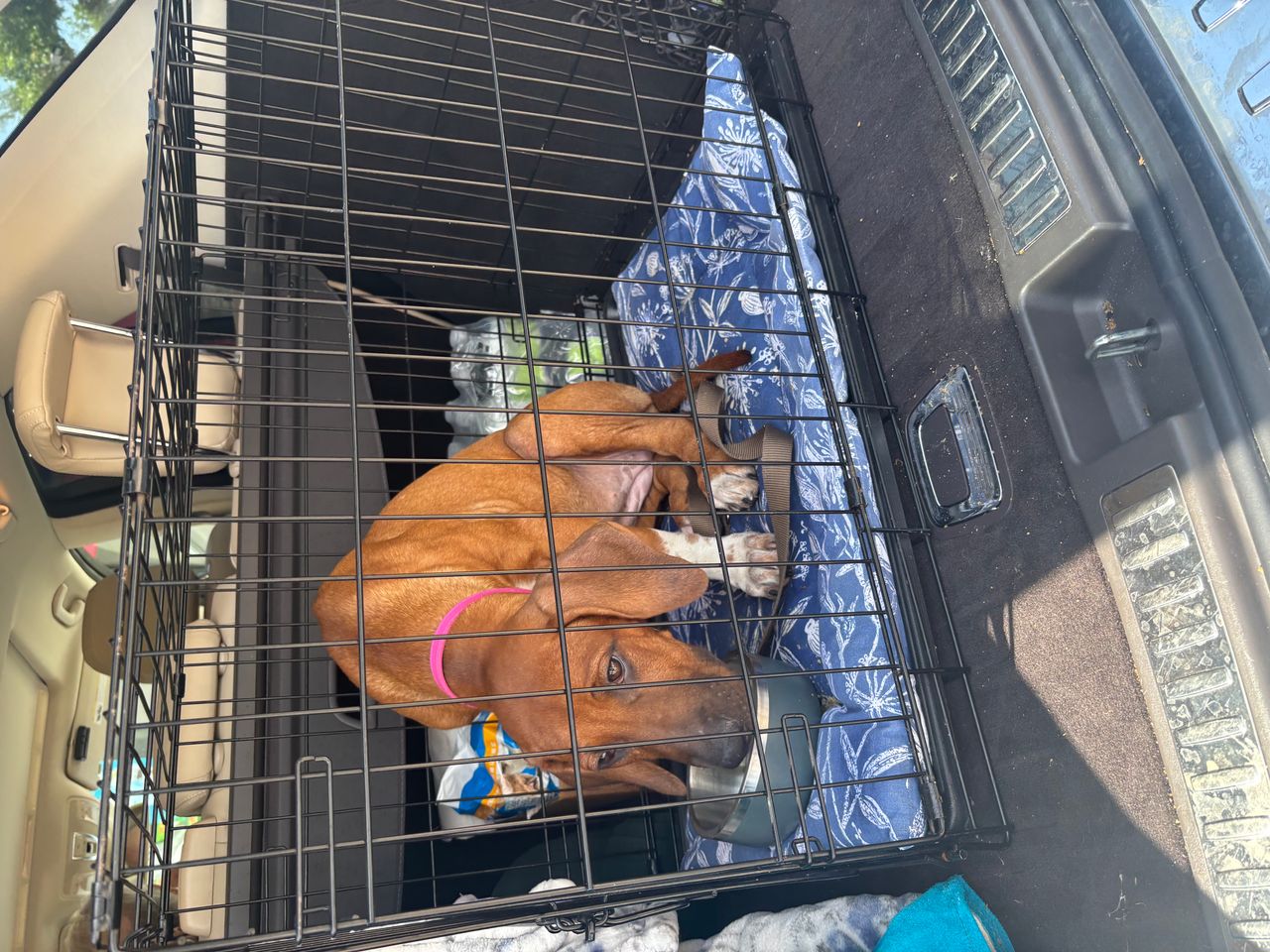 Pet travel photo 4