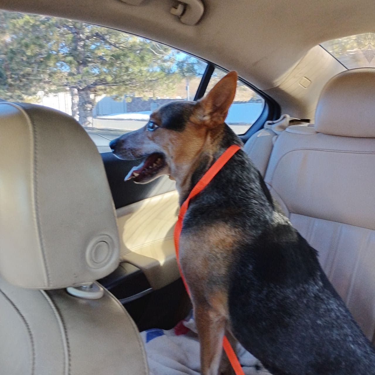 Pet travel photo 2