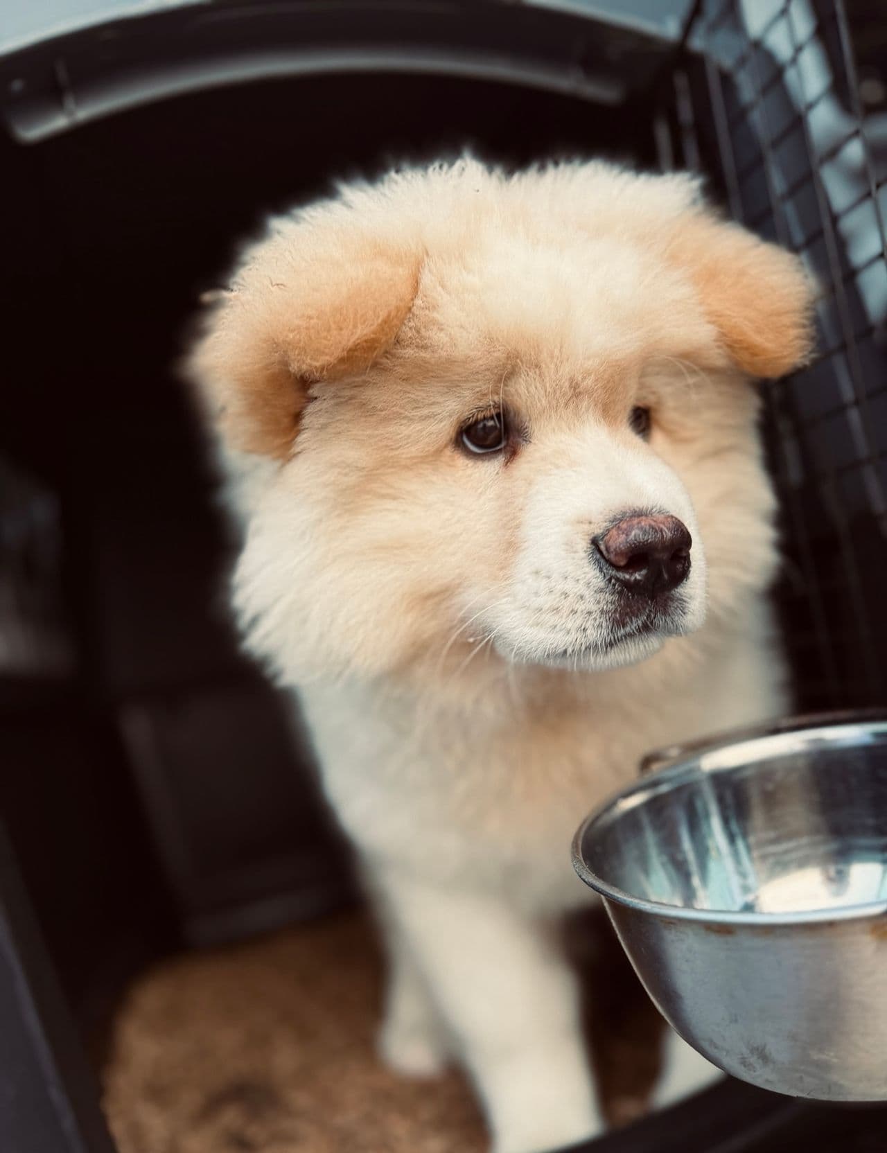 Pet travel photo 3
