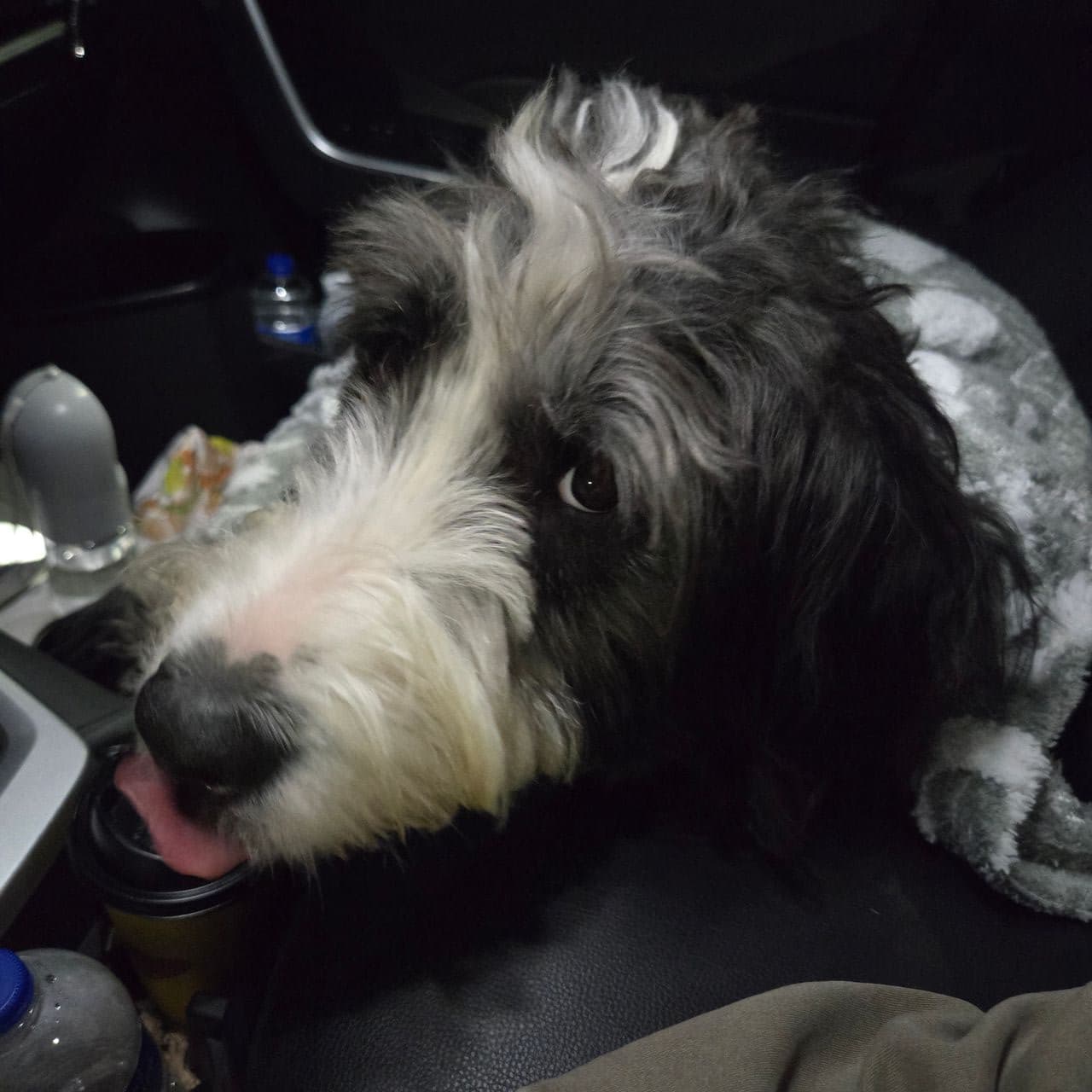 Pet travel photo 3