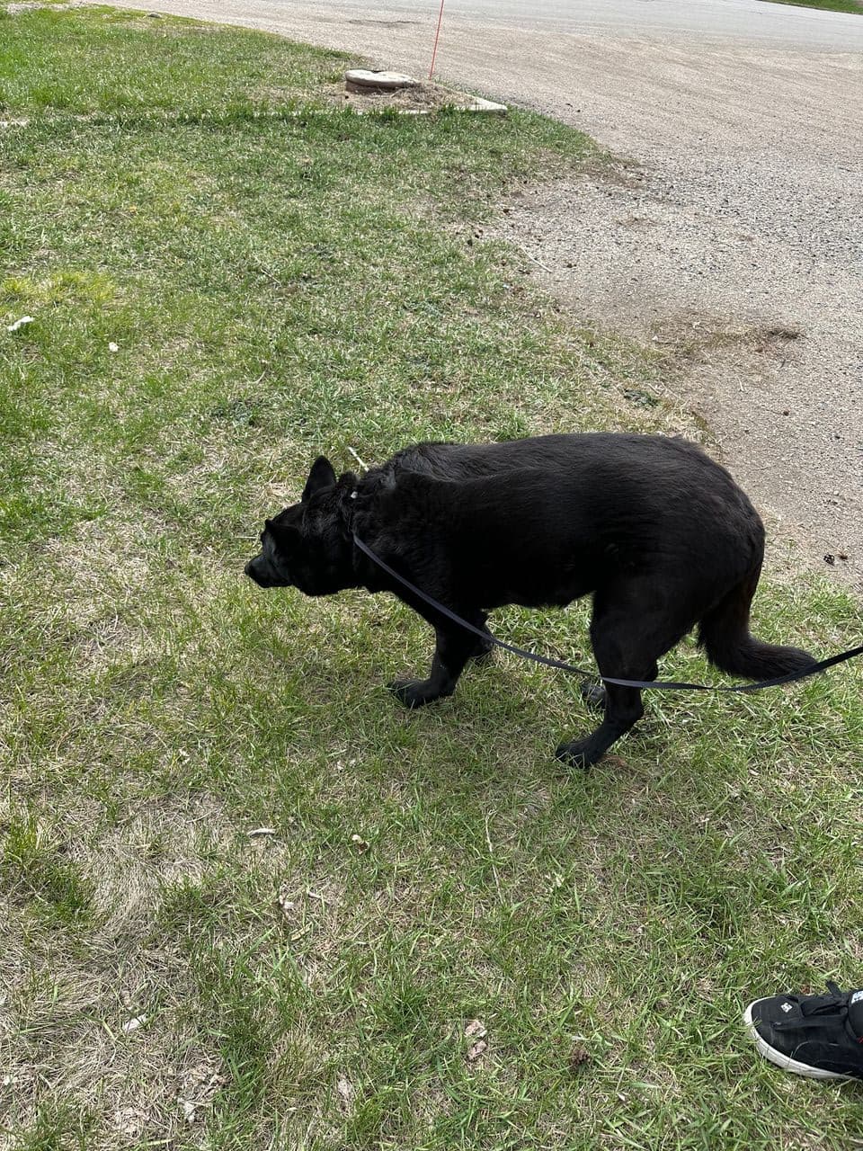 Pet travel photo 4