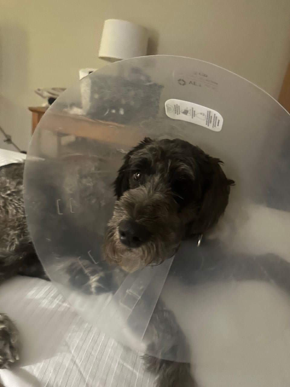 Pet travel photo 6