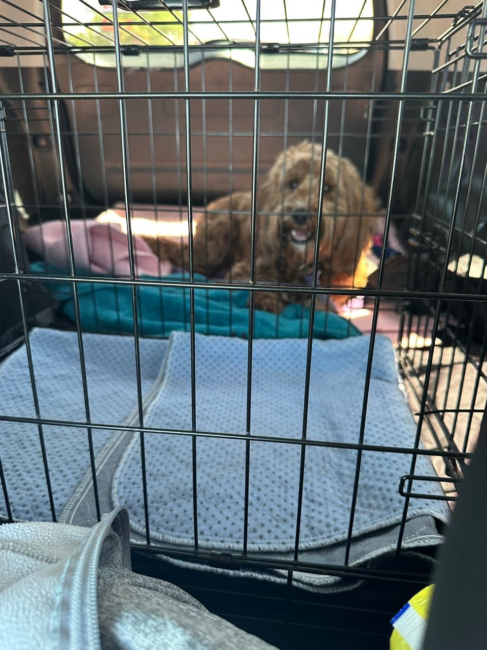 Pet travel photo 3