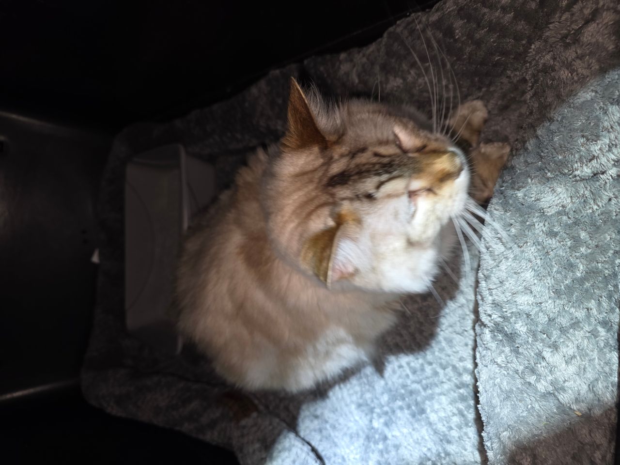 Pet travel photo 3