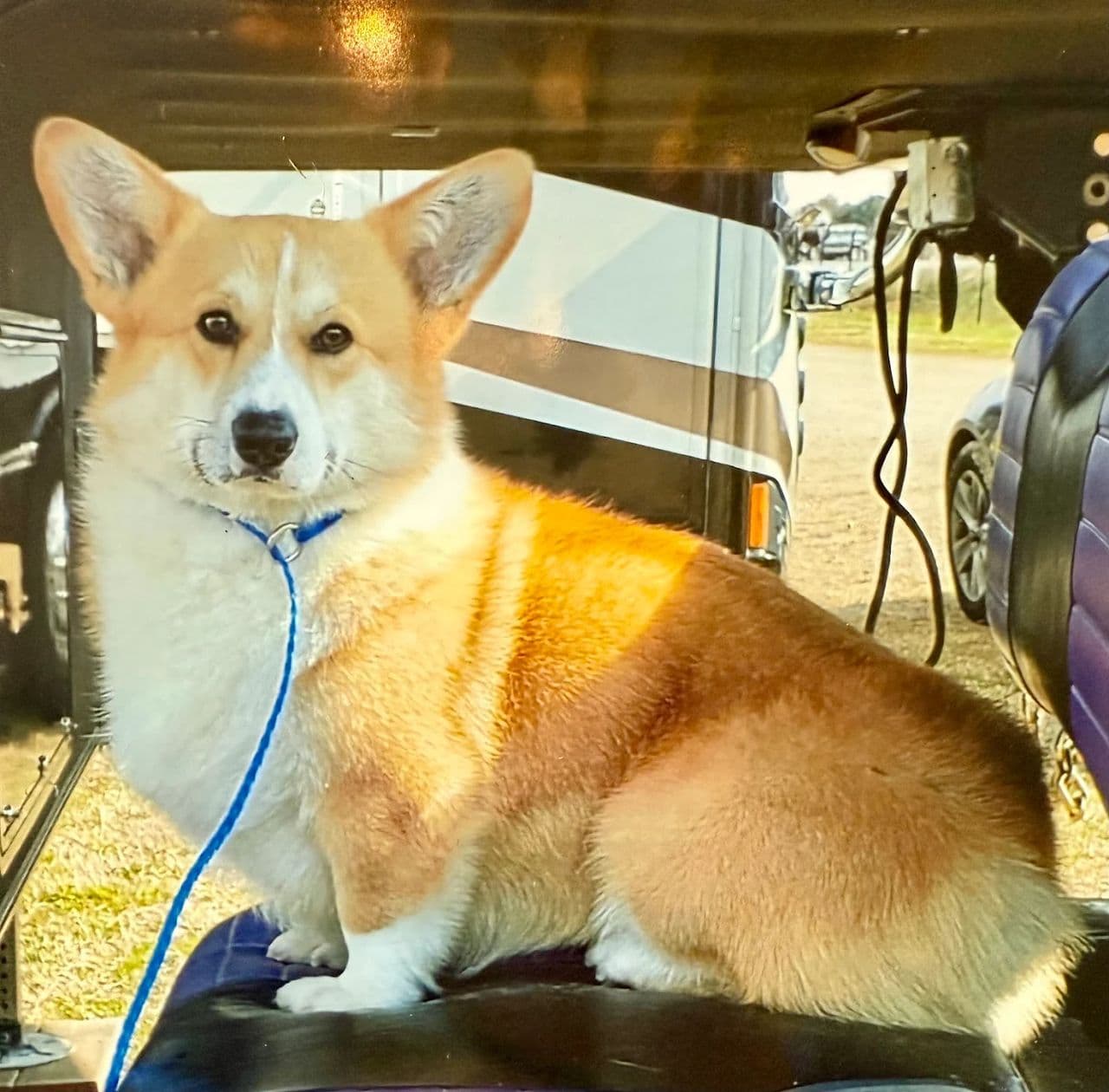 Pet travel photo 2