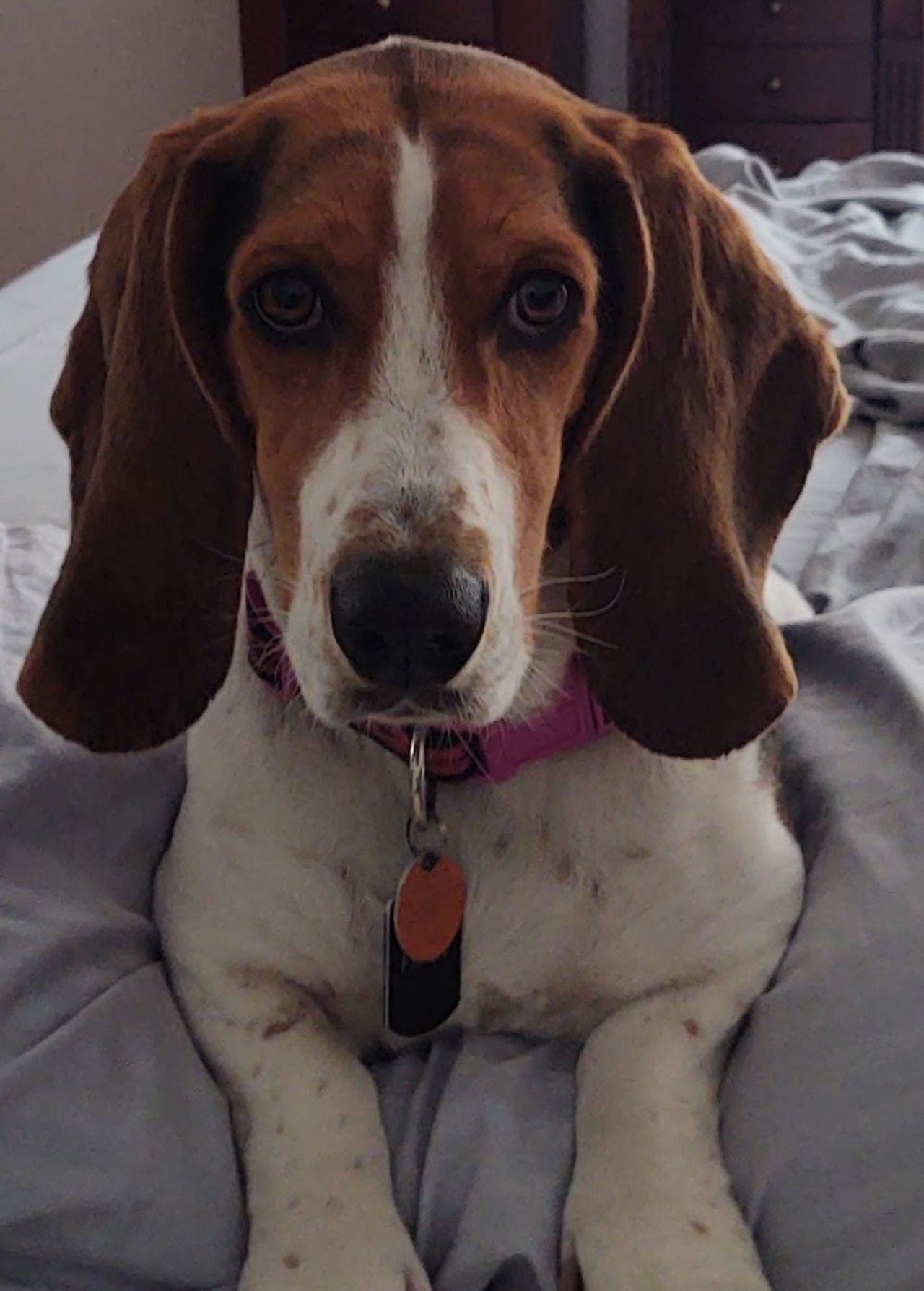 Pet travel photo 1