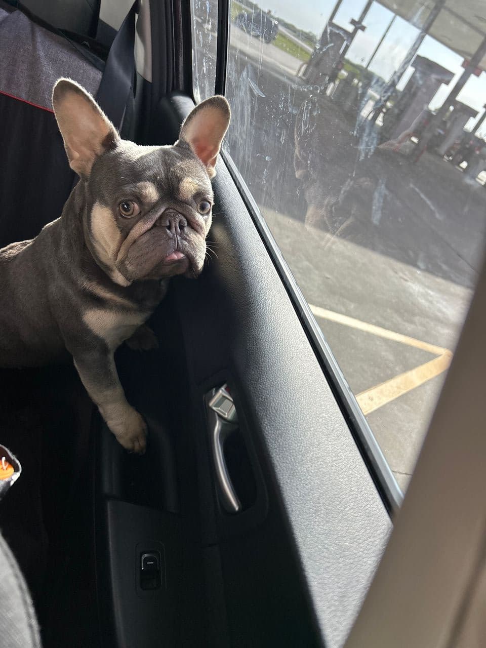 Pet travel photo 1
