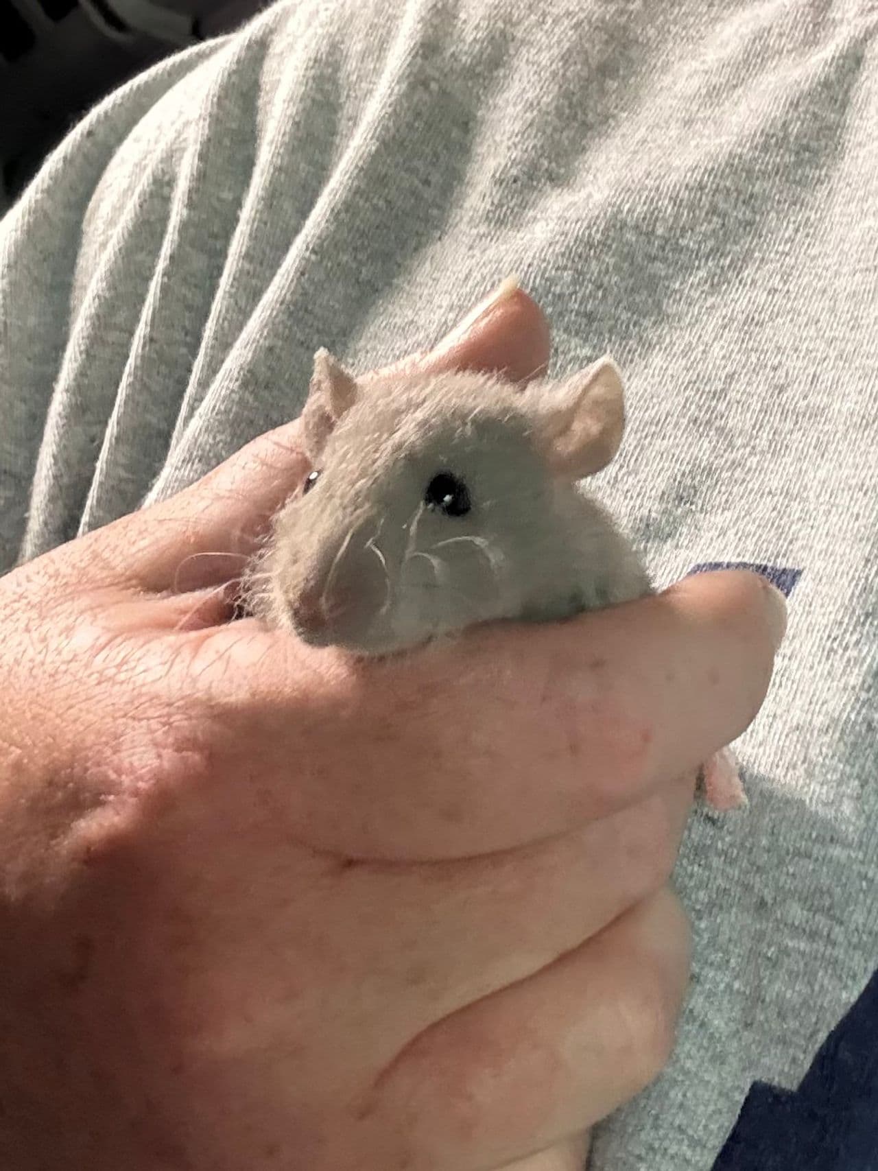 Pet travel photo 4