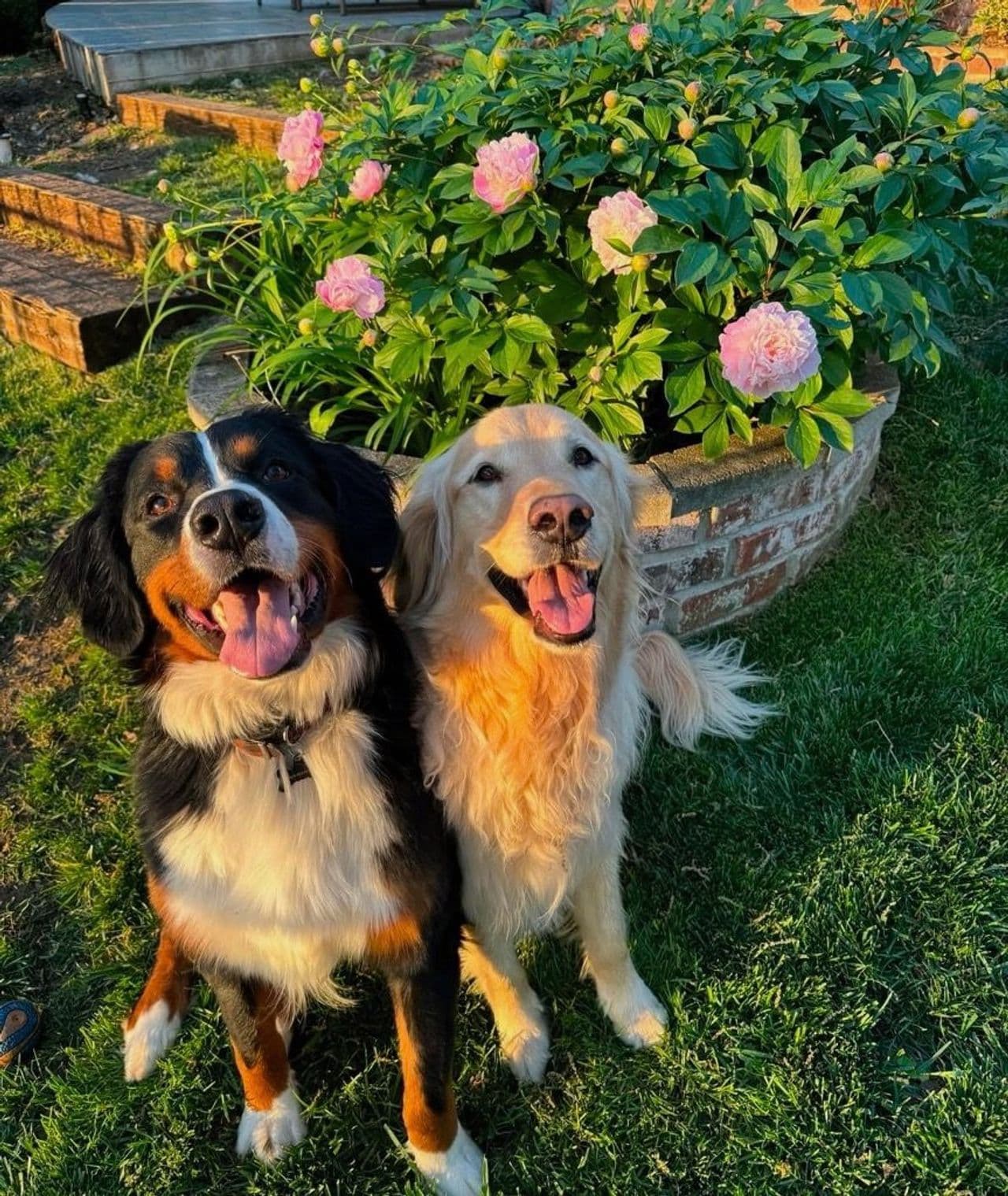 Pet travel photo 1