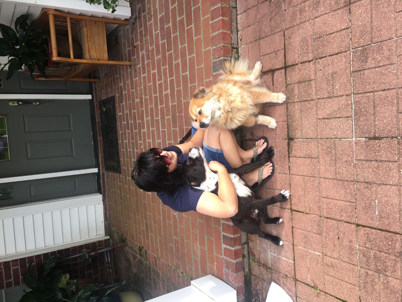 Pet travel photo 5