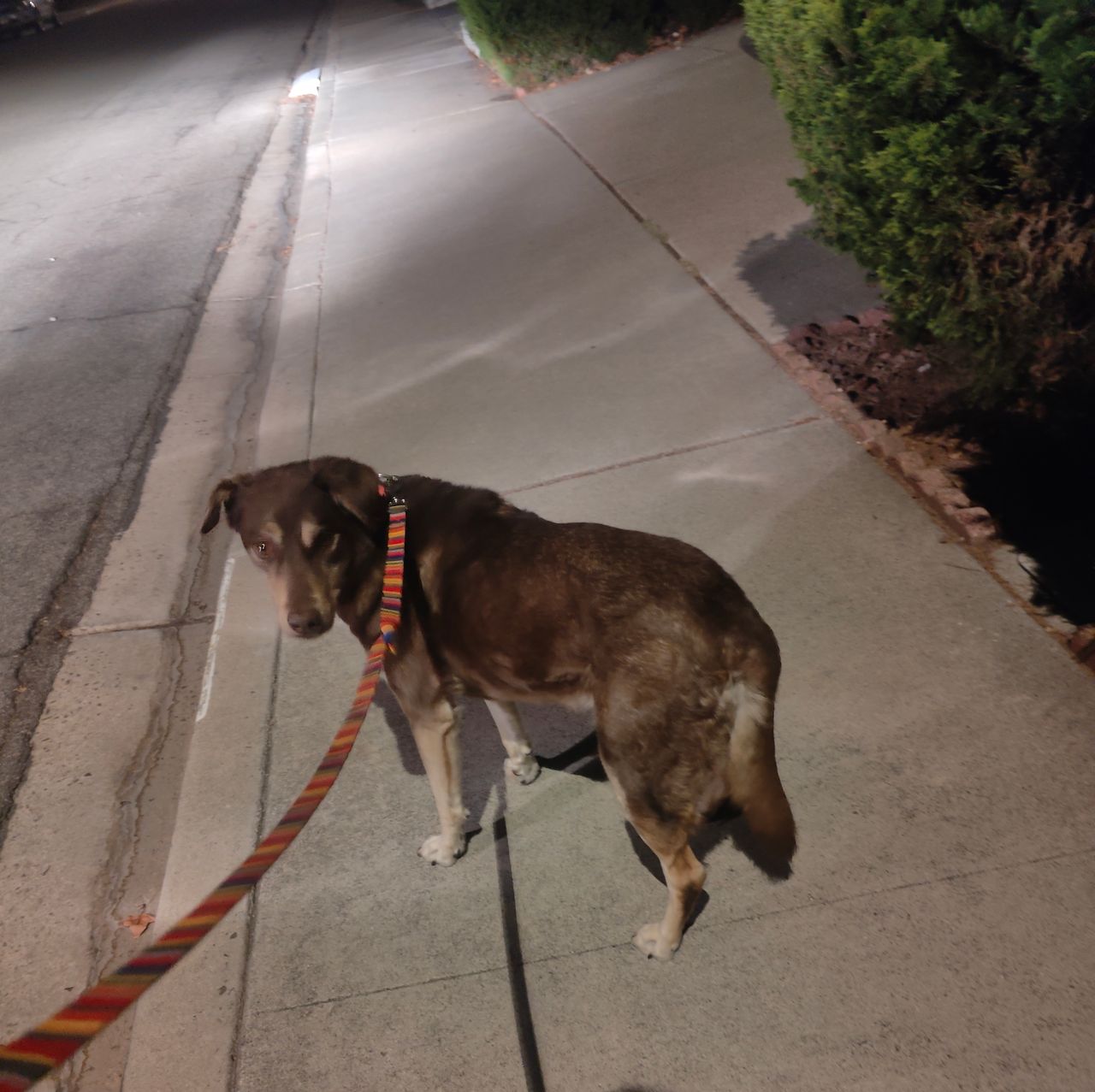 Pet travel photo 3