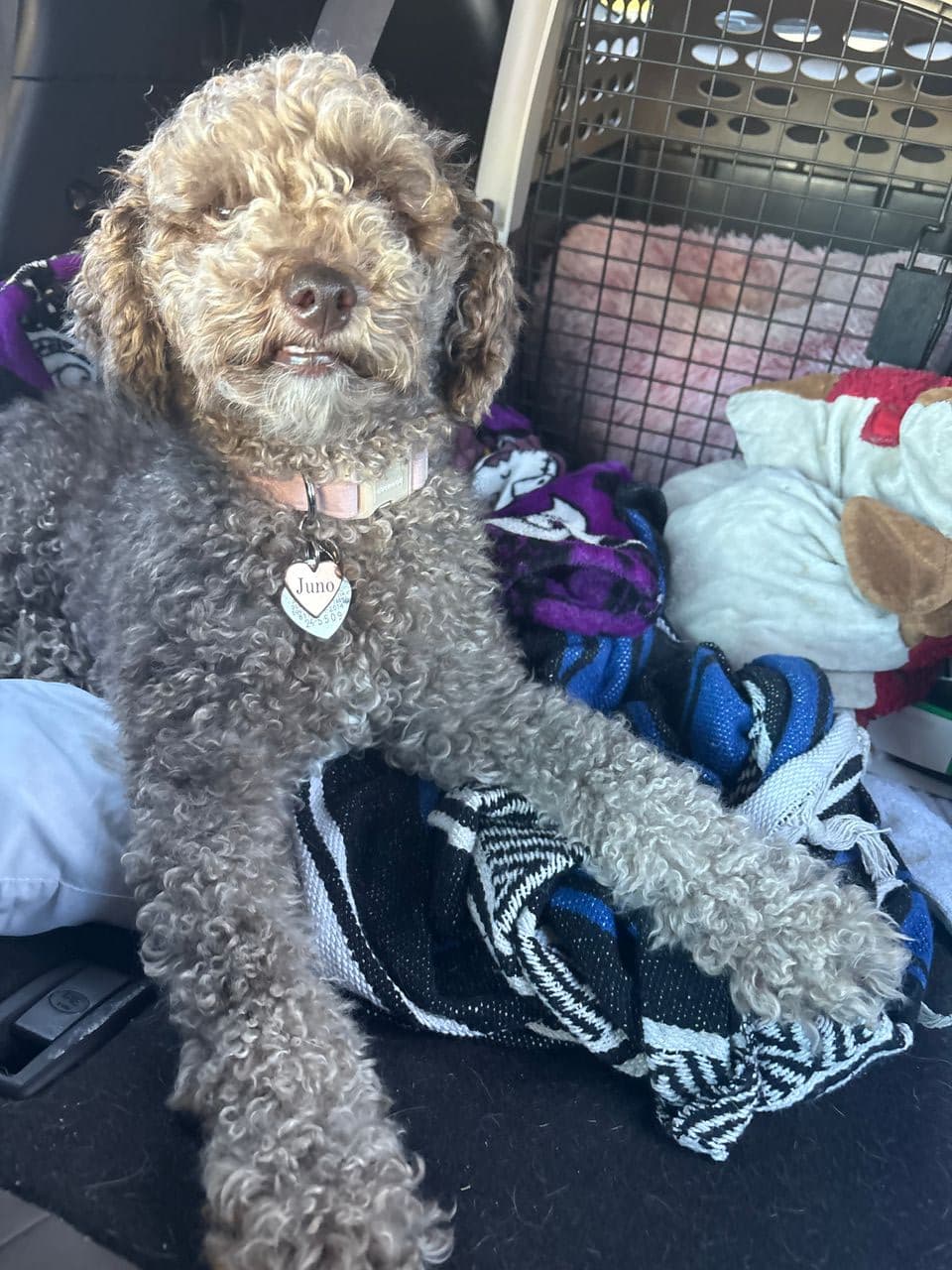 Pet travel photo 6