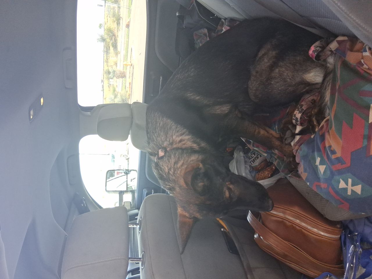 Pet travel photo 3