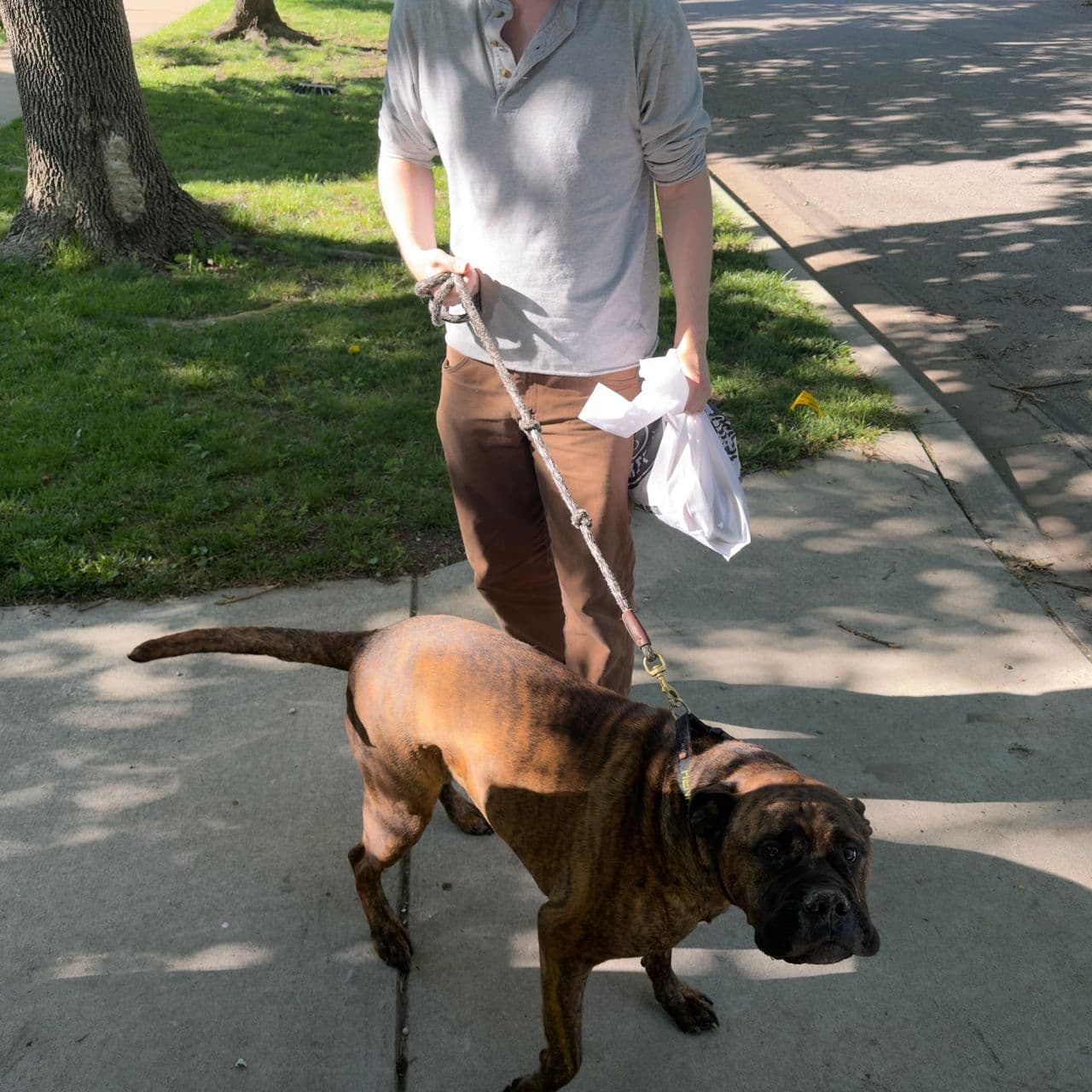 Pet travel photo 6