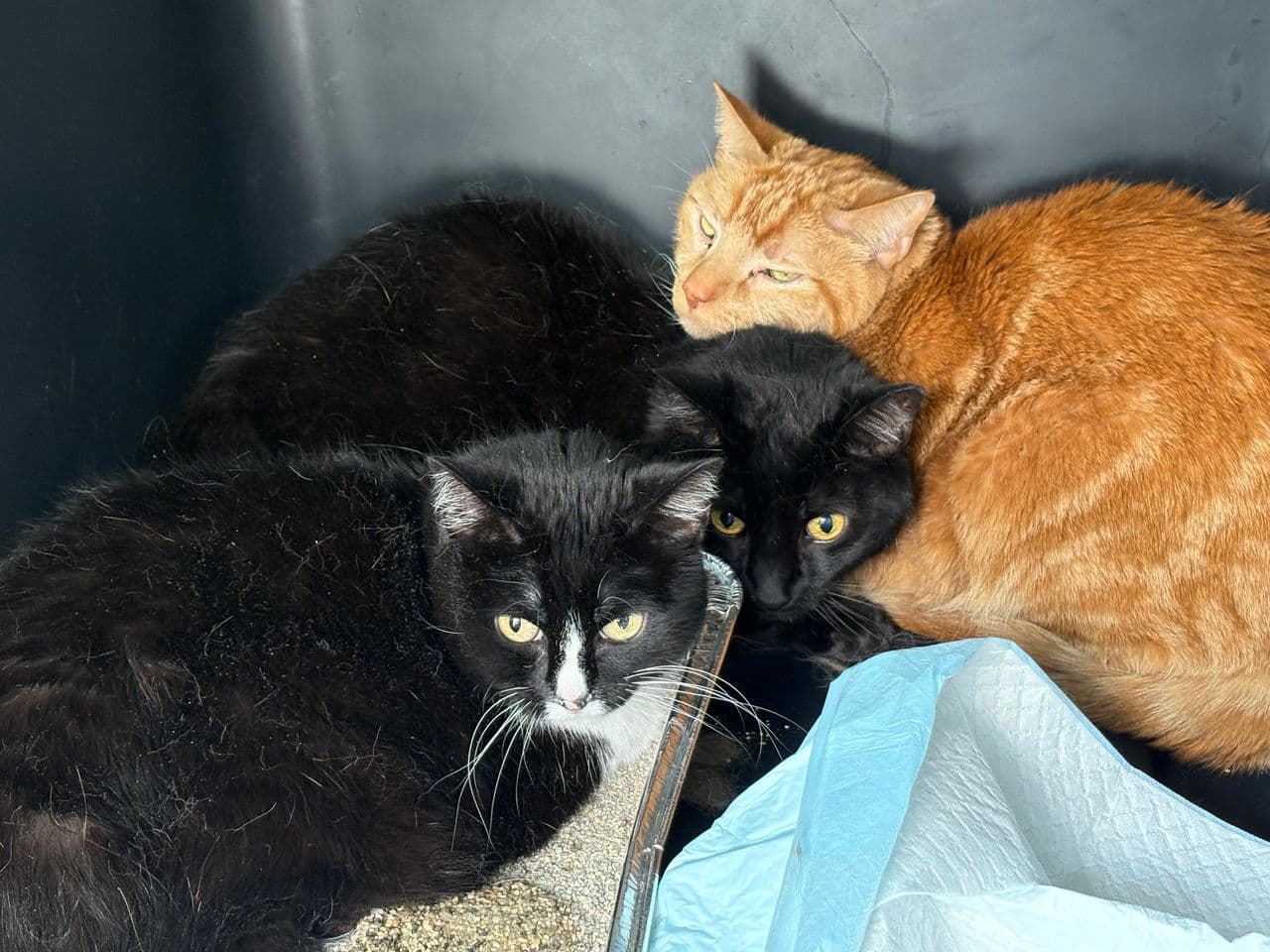 Pet travel photo 2