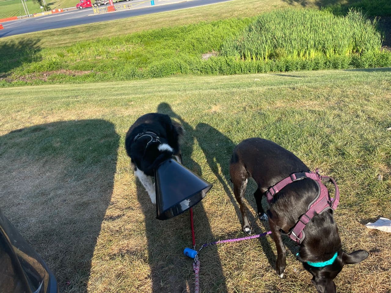 Pet travel photo 2