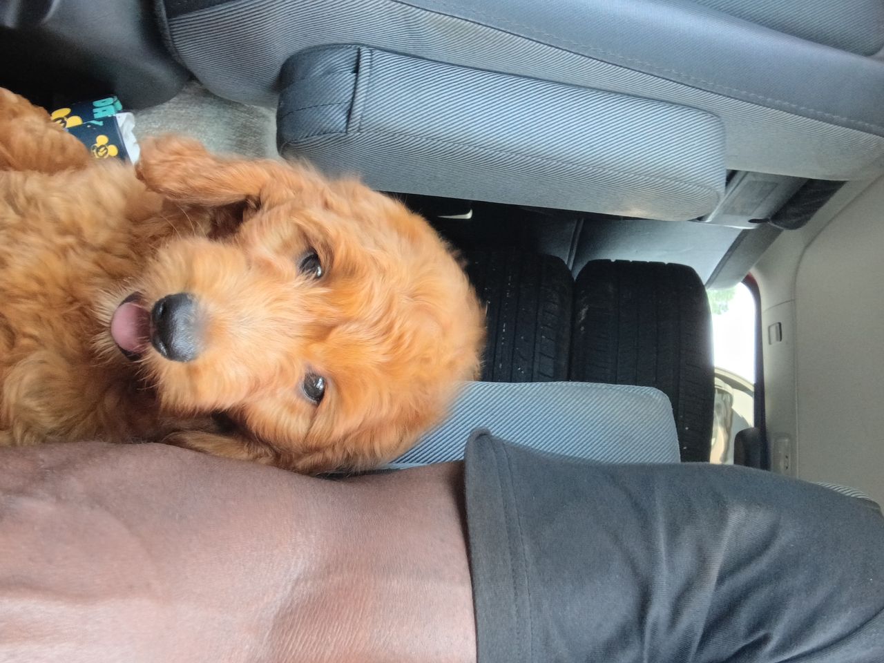Pet travel photo 1