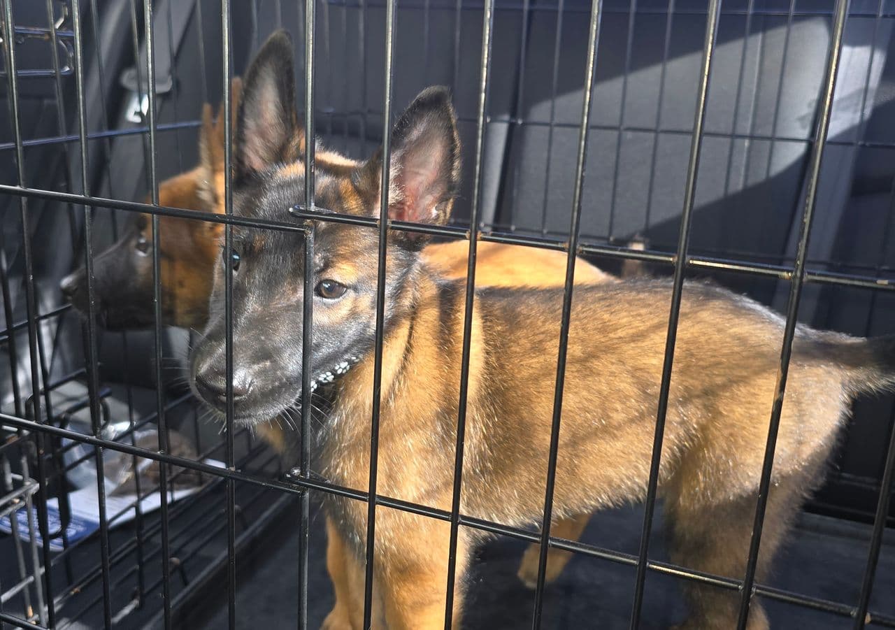 Pet travel photo 5