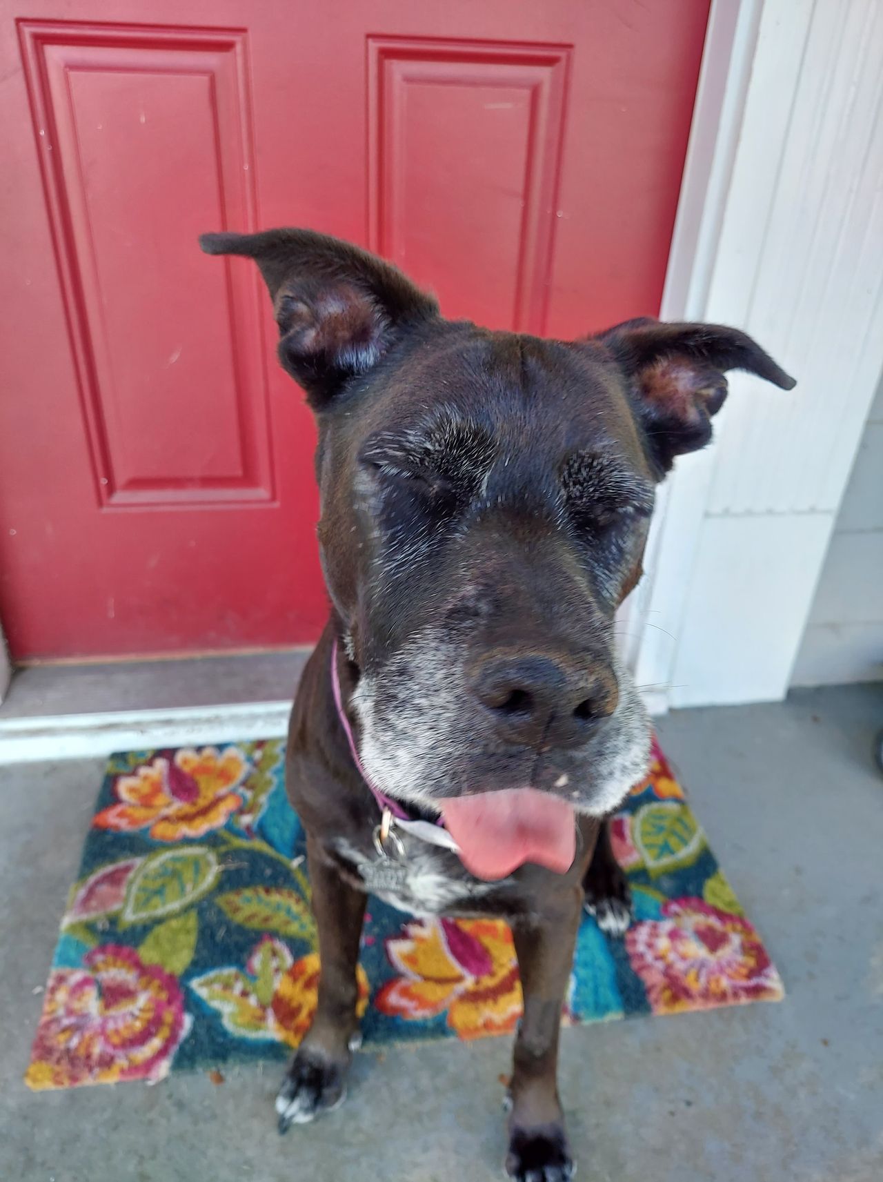Pet travel photo 1