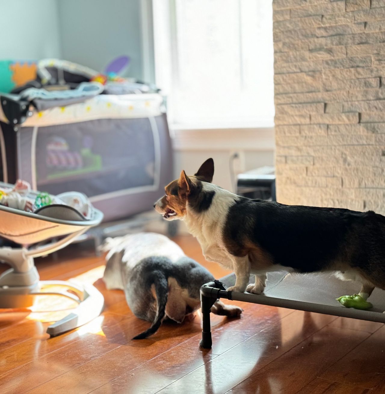 Pet travel photo 1
