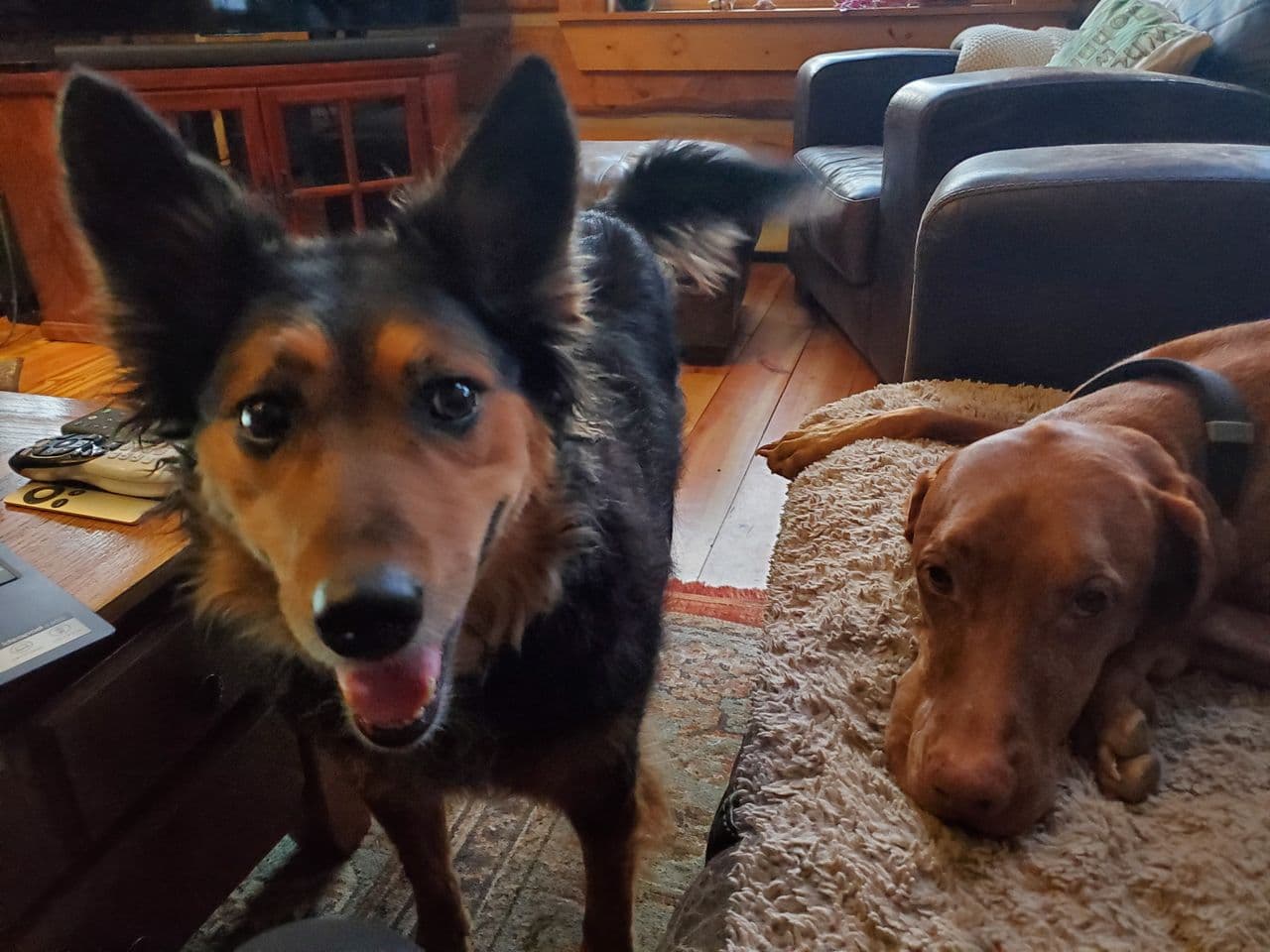 Pet travel photo 3