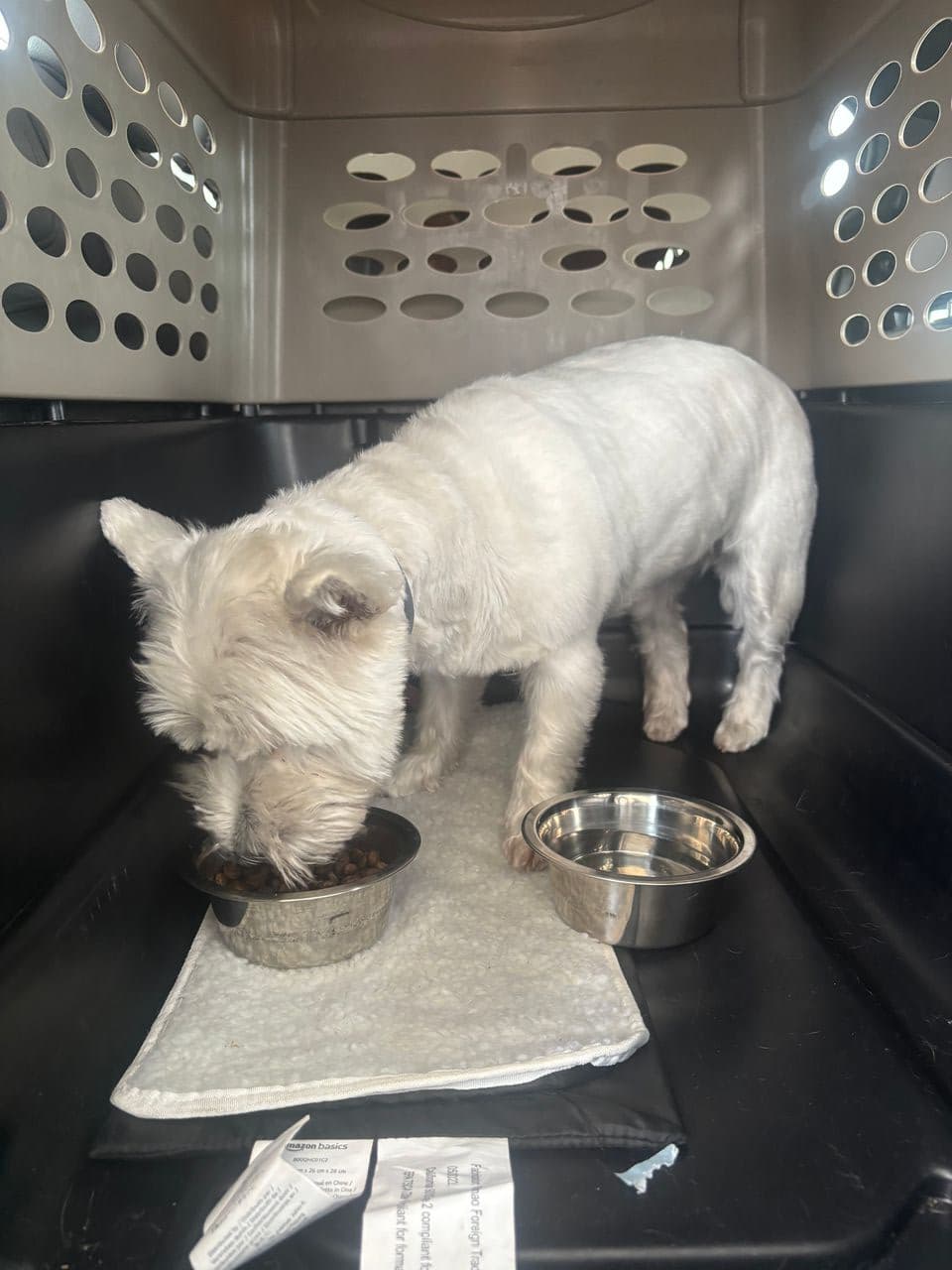 Pet travel photo 1