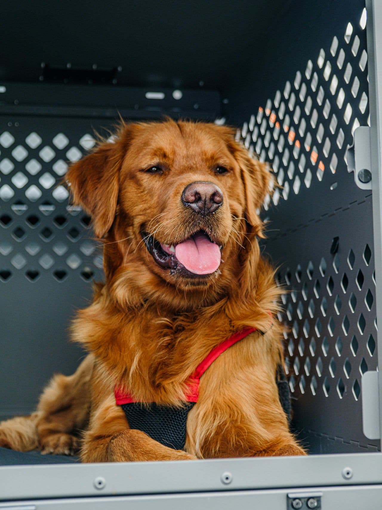 Pet travel photo 1