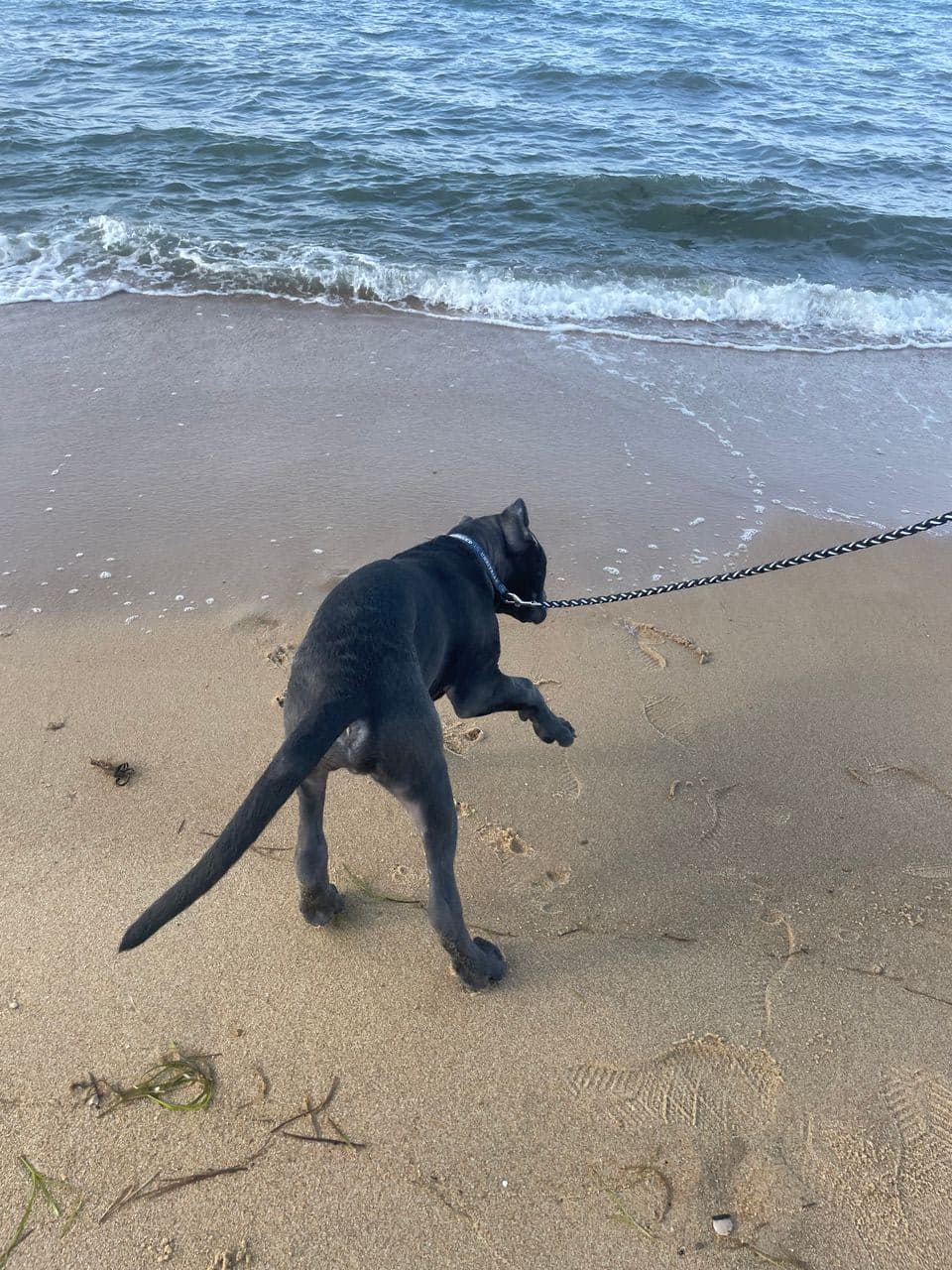 Pet travel photo 1
