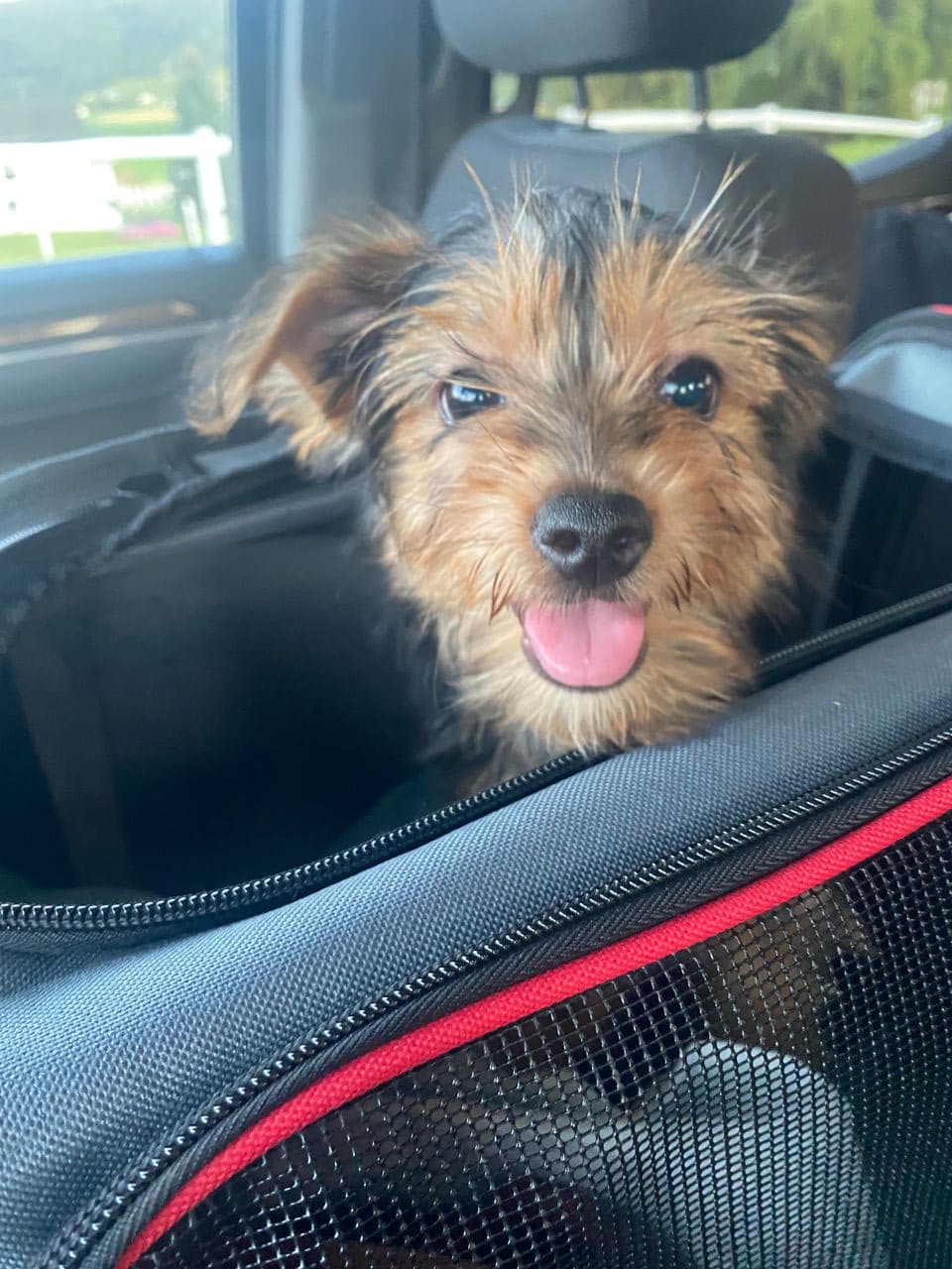 Pet travel photo 1