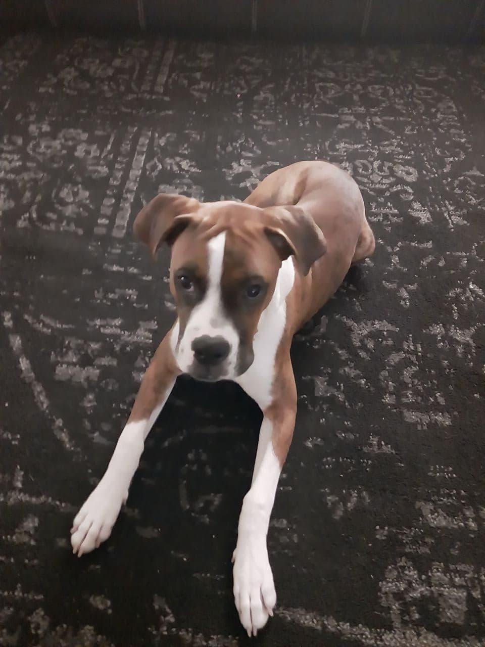 Pet travel photo 3