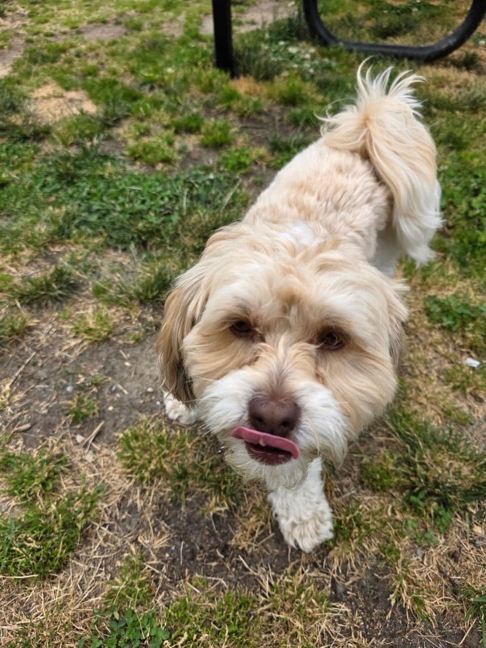 Pet travel photo 6