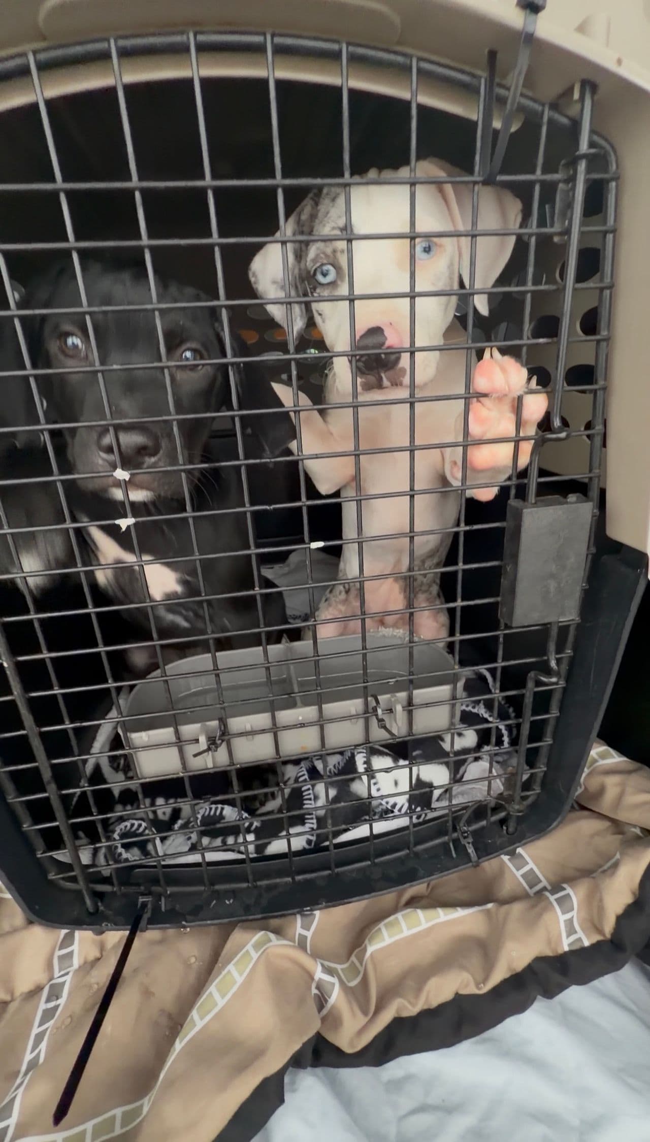 Pet travel photo 4