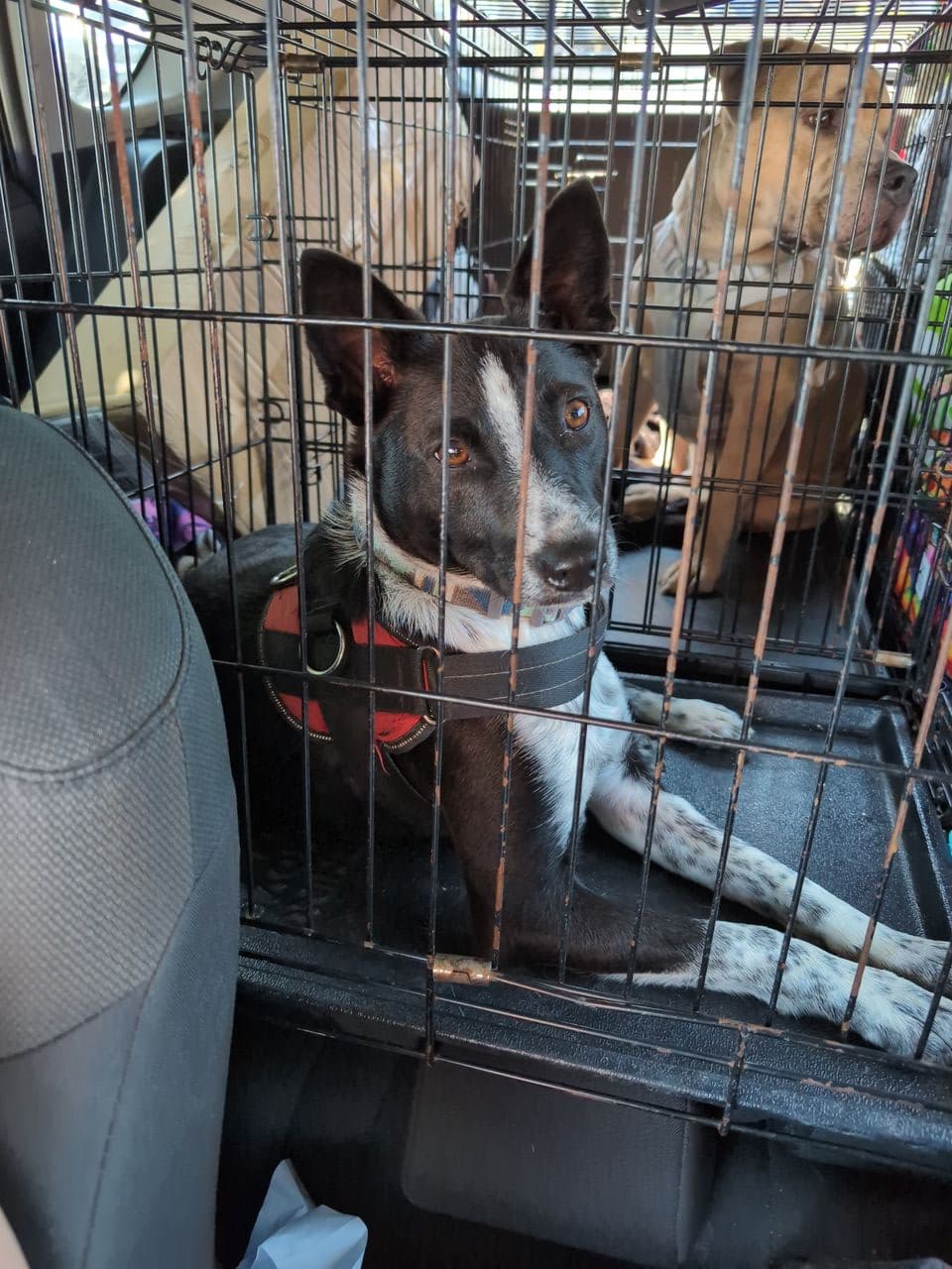 Pet travel photo 3
