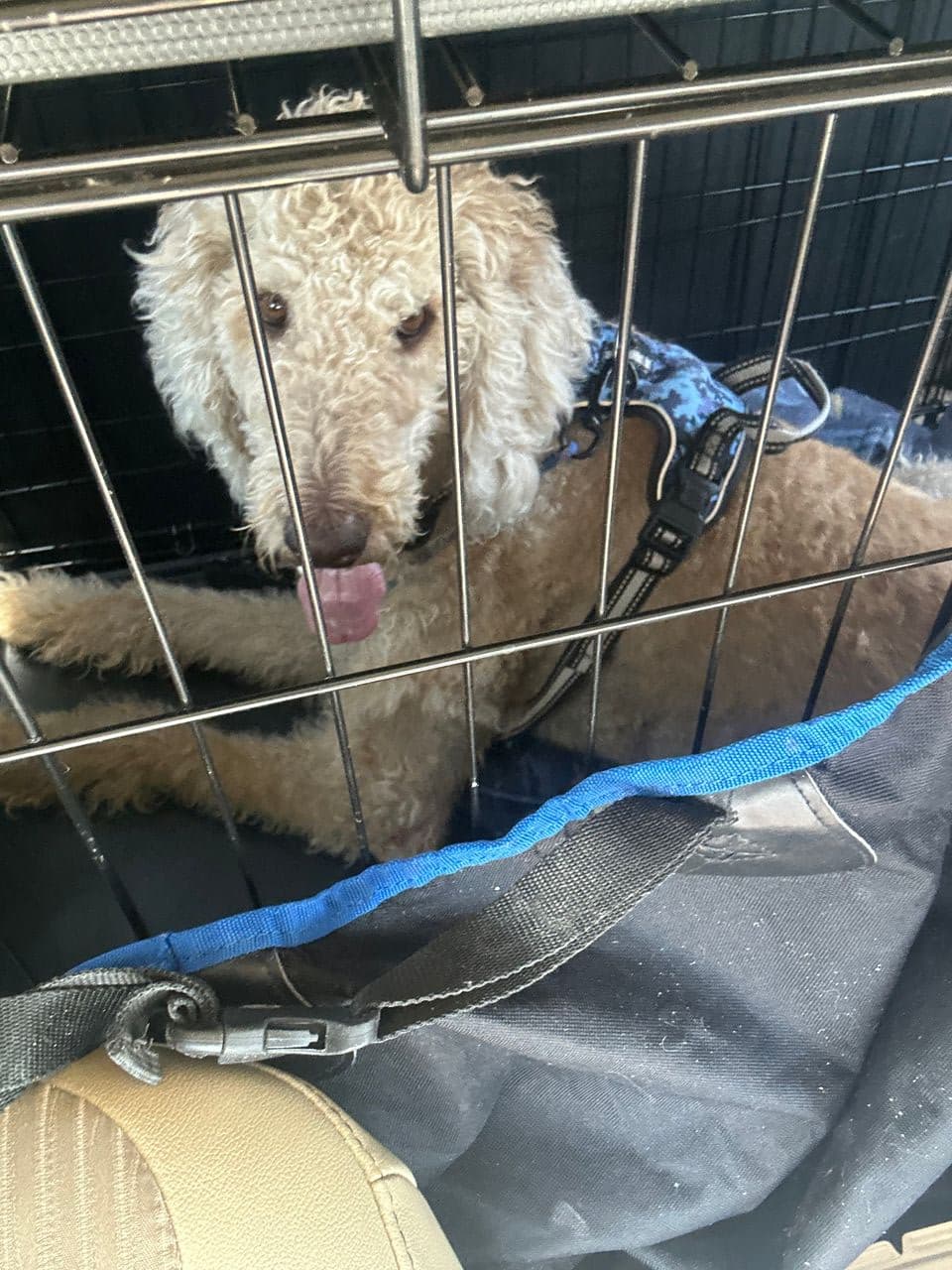 Pet travel photo 4