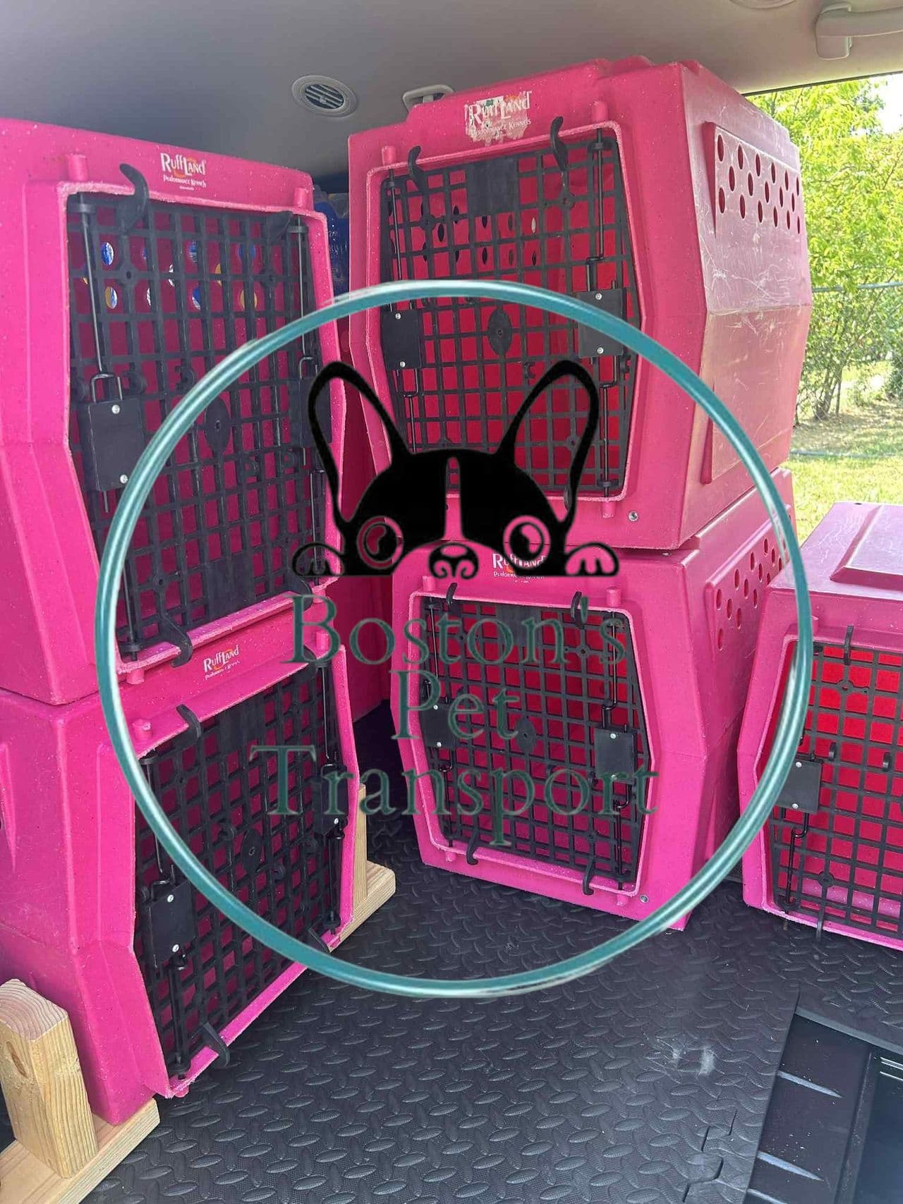 Pet travel photo 4