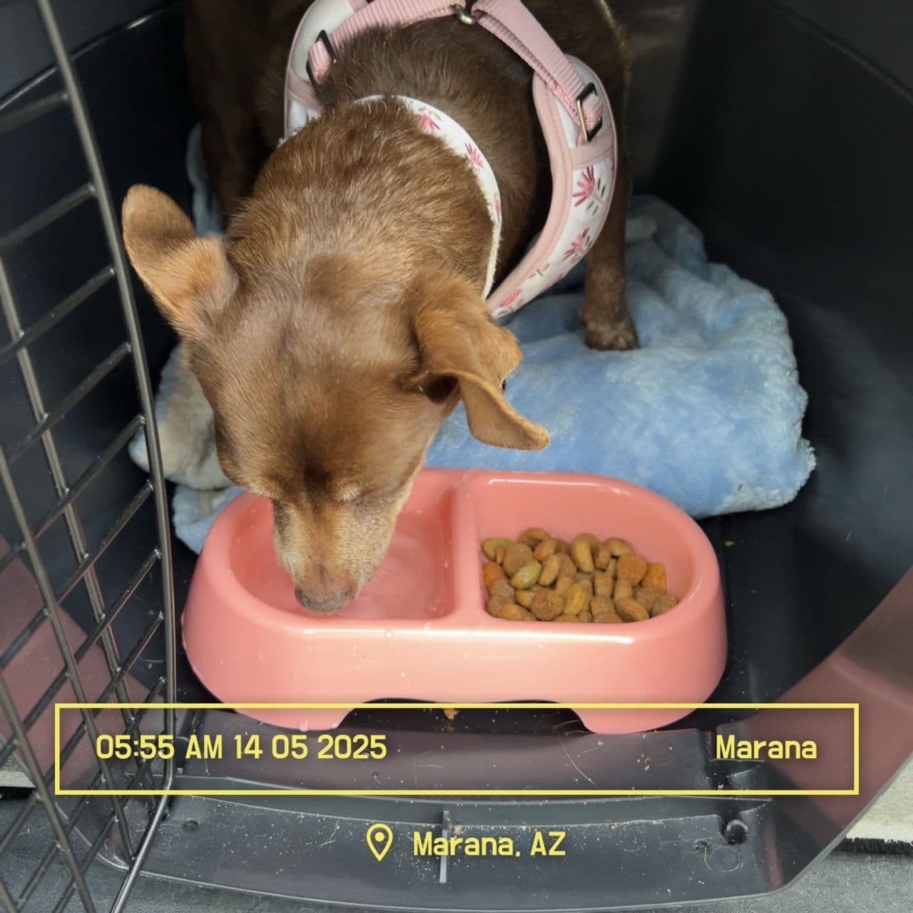 Pet travel photo 4
