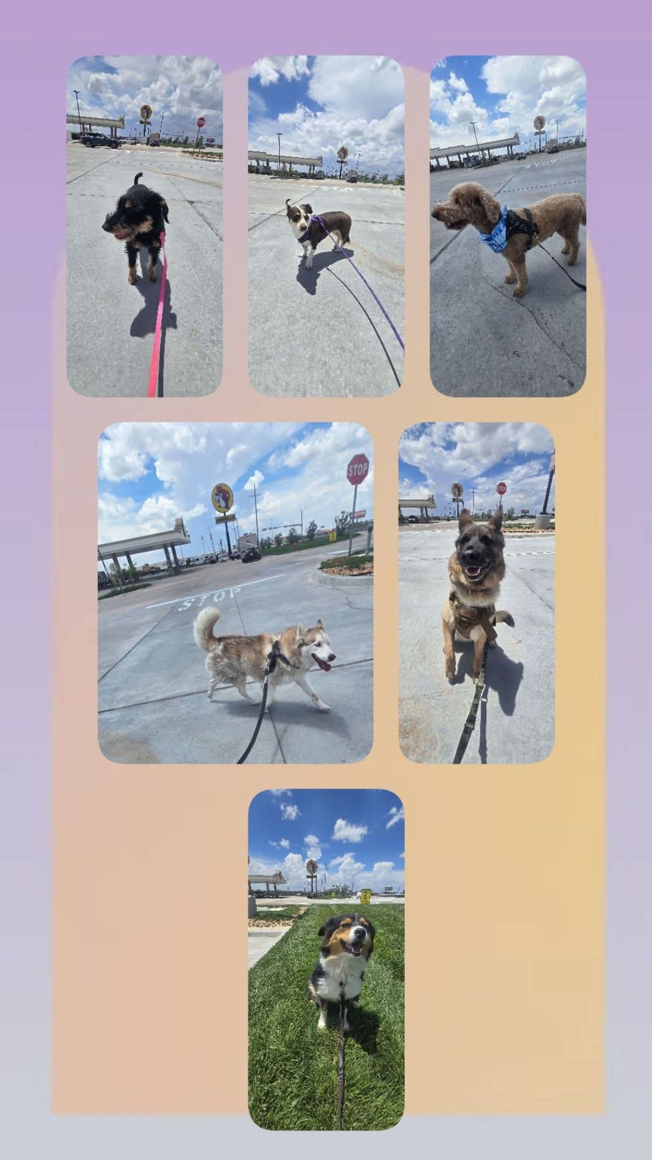 Pet travel photo 6
