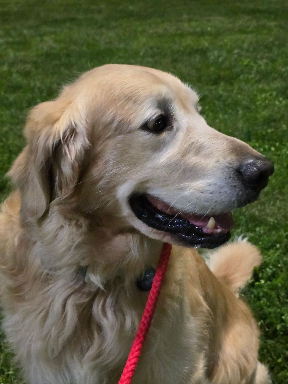 Pet travel photo 3