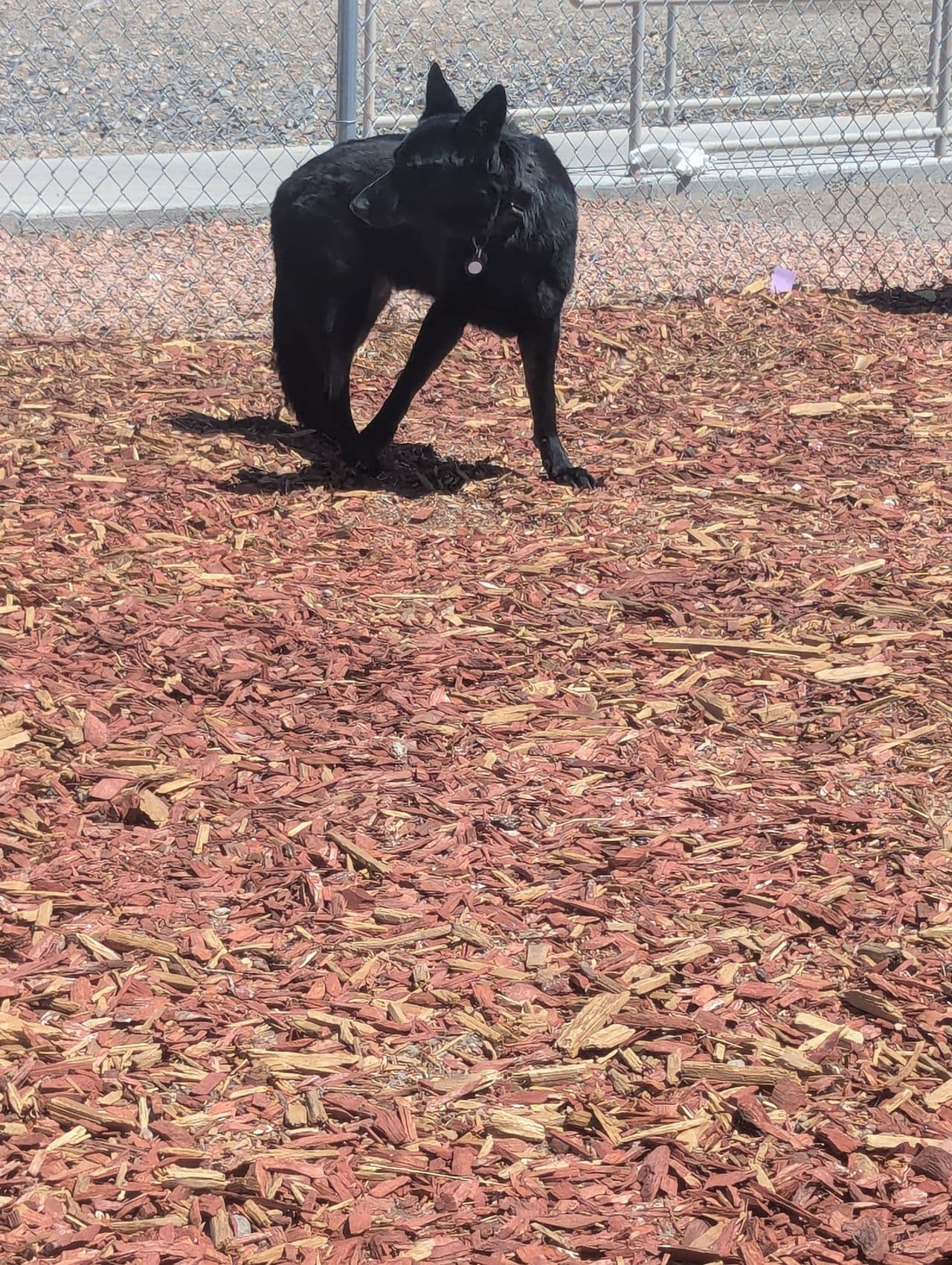 Pet travel photo 2