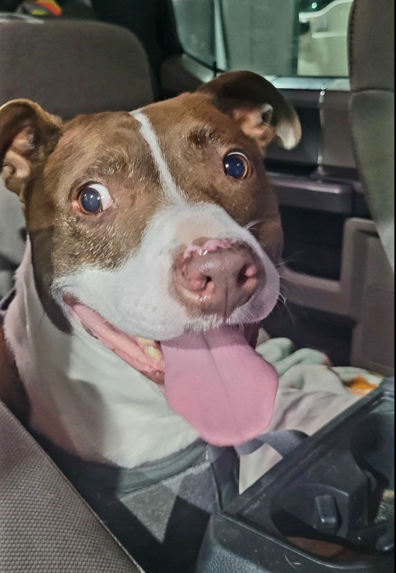 Pet travel photo 2