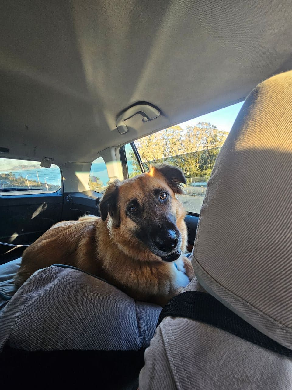 Pet travel photo 3