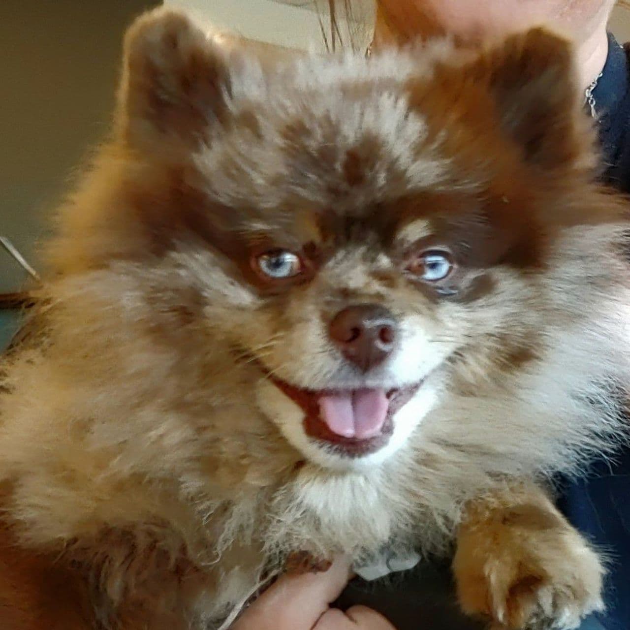 Pet travel photo 3