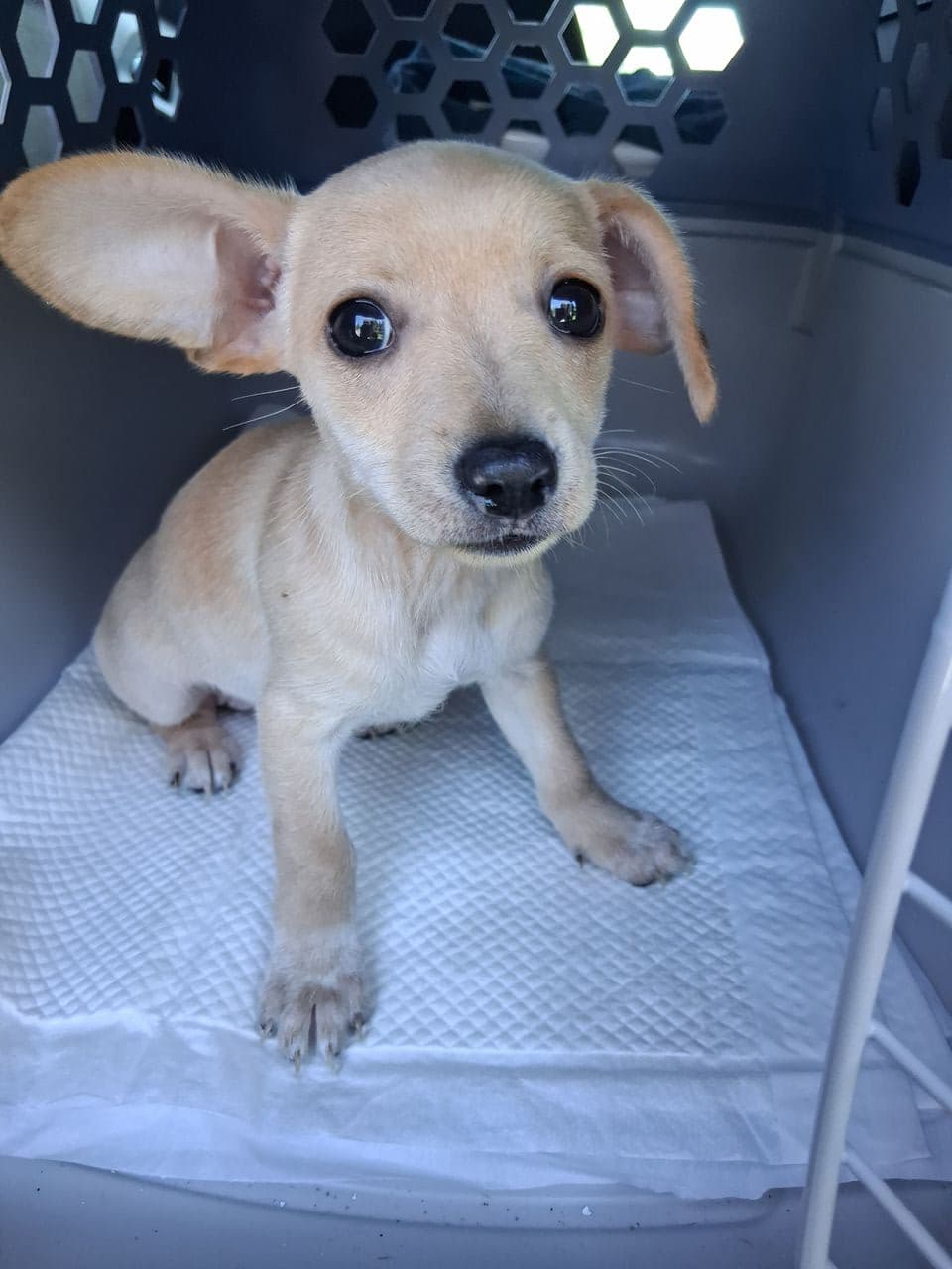 Pet travel photo 4