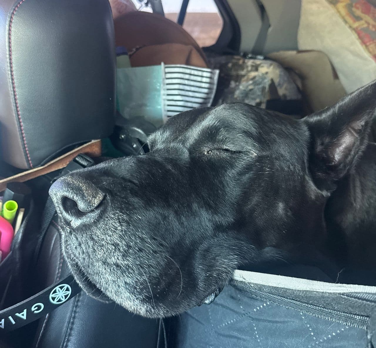 Pet travel photo 6