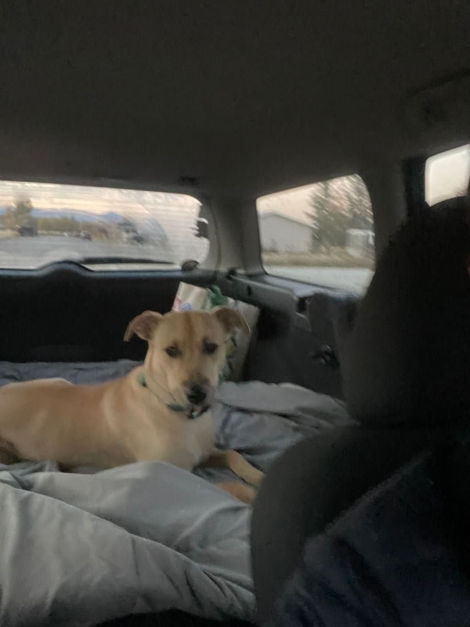 Pet travel photo 6