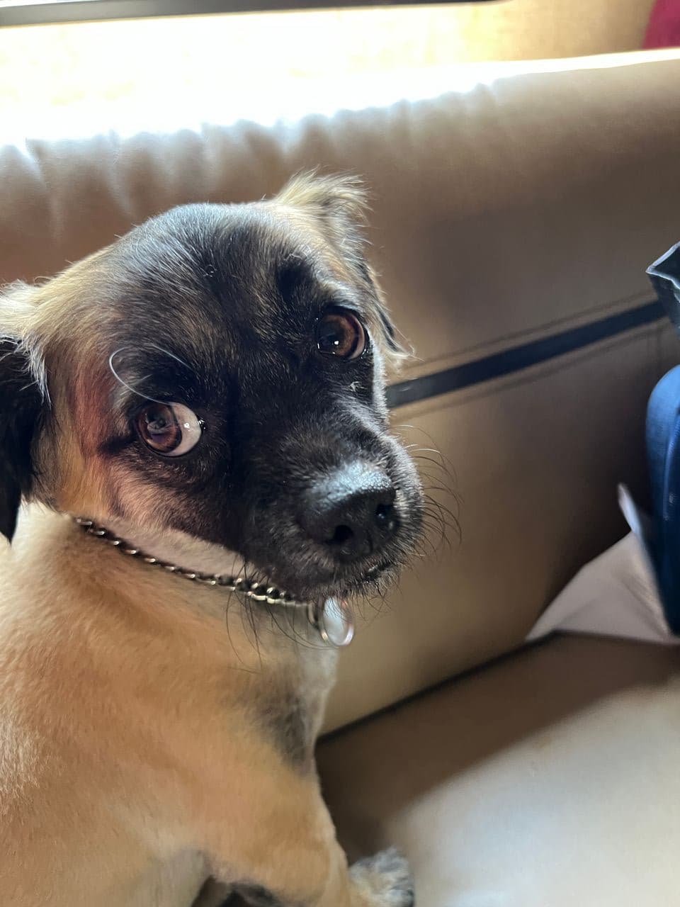 Pet travel photo 3