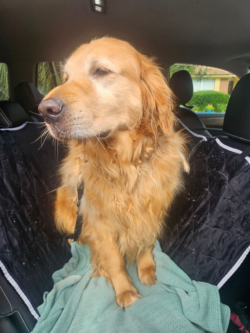 Pet travel photo 5