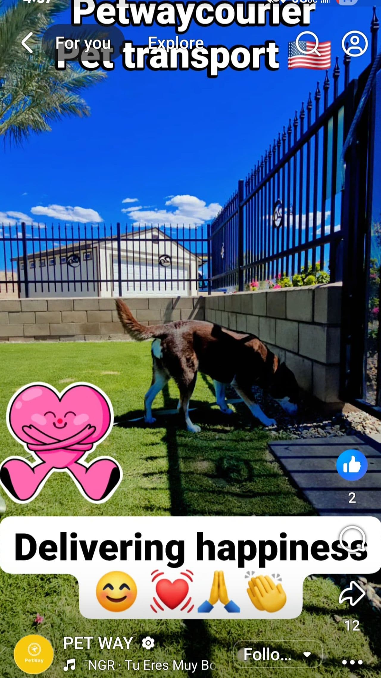 Pet travel photo 3
